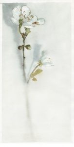 Aquarell Blume1